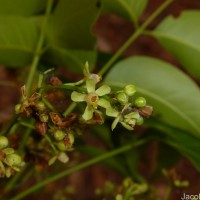 Myroxylon balsamum (L.) Harms